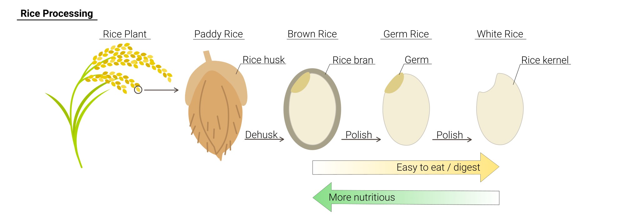 Japanese Rice | Tensuke Market | Japan Marketplace